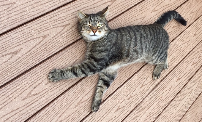 Cat on Composite Decking